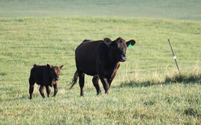 Fall Weaning, Done Right